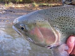 100_0473.JPG