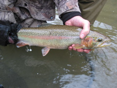 IMG_6462